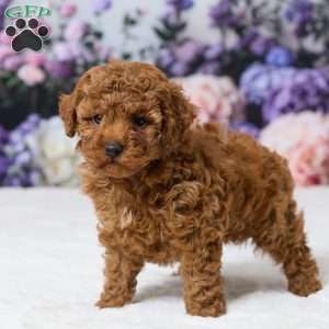 Bailey, Miniature Poodle Puppy